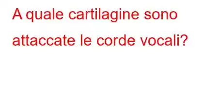 A quale cartilagine sono attaccate le corde vocali