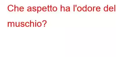 Che aspetto ha l'odore del muschio?