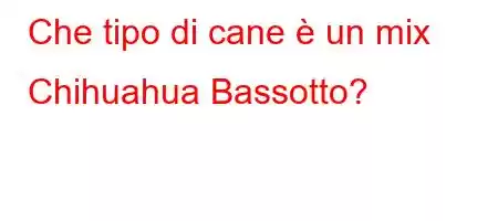 Che tipo di cane è un mix Chihuahua Bassotto?