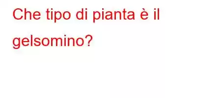 Che tipo di pianta è il gelsomino?