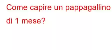 Come capire un pappagallino di 1 mese?