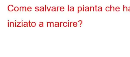 Come salvare la pianta che ha iniziato a marcire?