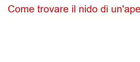 Come trovare il nido di un'ape?