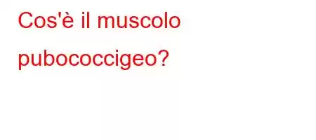 Cos'è il muscolo pubococcigeo?