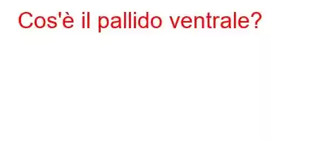 Cos'è il pallido ventrale