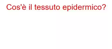 Cos'è il tessuto epidermico?