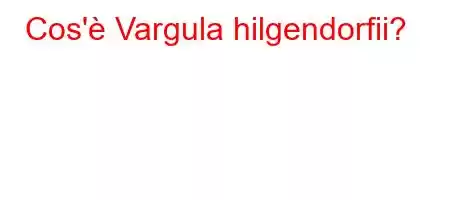 Cos'è Vargula hilgendorfii?