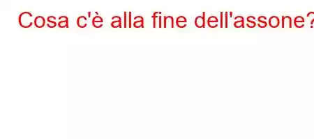 Cosa c'è alla fine dell'assone?