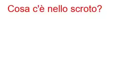 Cosa c'è nello scroto?