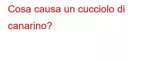 Cosa causa un cucciolo di canarino?