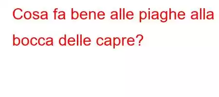 Cosa fa bene alle piaghe alla bocca delle capre