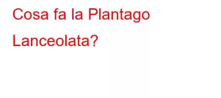 Cosa fa la Plantago Lanceolata?