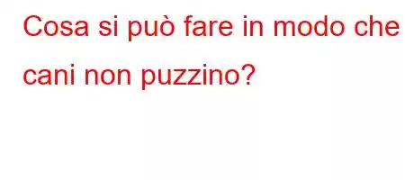 Cosa si può fare in modo che i cani non puzzino?