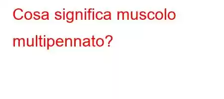 Cosa significa muscolo multipennato