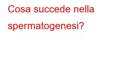 Cosa succede nella spermatogenesi?