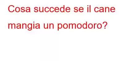 Cosa succede se il cane mangia un pomodoro?