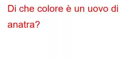 Di che colore è un uovo di anatra?