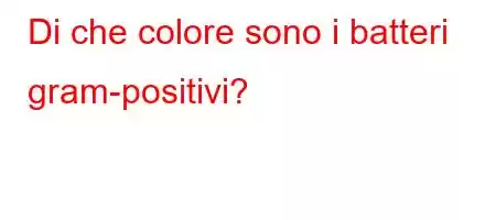 Di che colore sono i batteri gram-positivi?