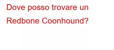 Dove posso trovare un Redbone Coonhound?