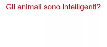 Gli animali sono intelligenti