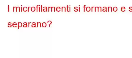 I microfilamenti si formano e si separano