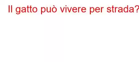 Il gatto può vivere per strada?