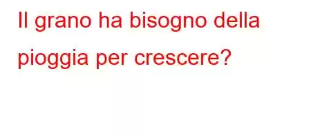 Il grano ha bisogno della pioggia per crescere?