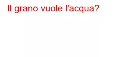 Il grano vuole l'acqua?