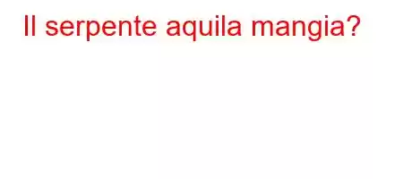 Il serpente aquila mangia?