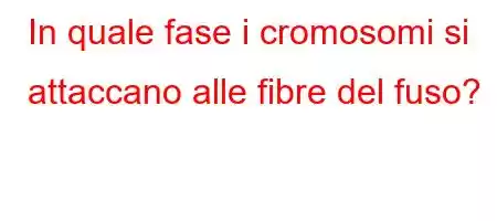 In quale fase i cromosomi si attaccano alle fibre del fuso?