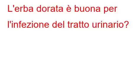 L'erba dorata è buona per l'infezione del tratto urinario?