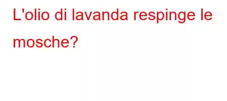 L'olio di lavanda respinge le mosche?