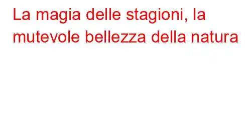 La magia delle stagioni, la mutevole bellezza della natura