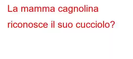 La mamma cagnolina riconosce il suo cucciolo