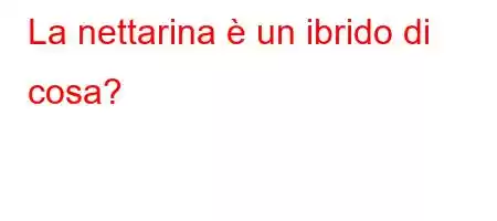 La nettarina è un ibrido di cosa?