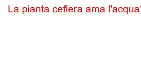 La pianta ceflera ama l'acqua