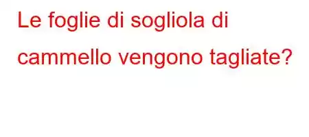 Le foglie di sogliola di cammello vengono tagliate