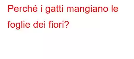 Perché i gatti mangiano le foglie dei fiori