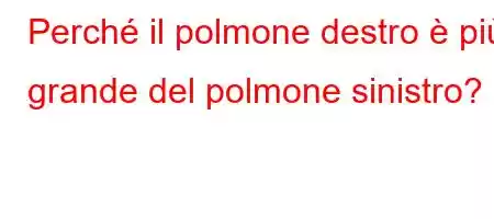 Perché il polmone destro è più grande del polmone sinistro?