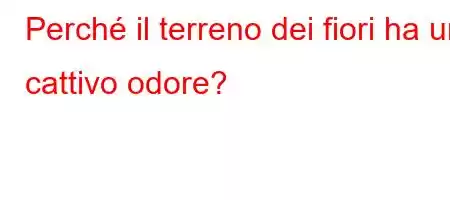 Perché il terreno dei fiori ha un cattivo odore?