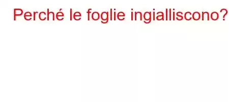 Perché le foglie ingialliscono?