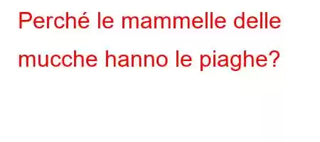 Perché le mammelle delle mucche hanno le piaghe?