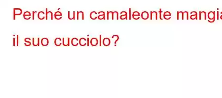 Perché un camaleonte mangia il suo cucciolo