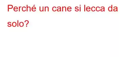 Perché un cane si lecca da solo