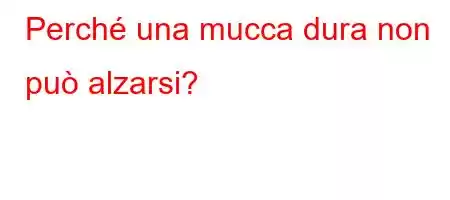 Perché una mucca dura non può alzarsi?