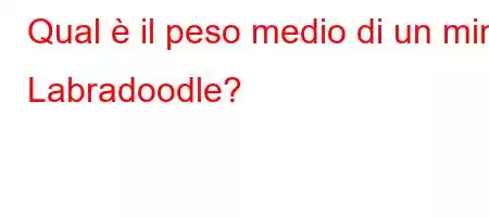 Qual è il peso medio di un mini Labradoodle