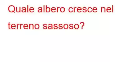 Quale albero cresce nel terreno sassoso?