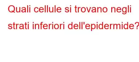 Quali cellule si trovano negli strati inferiori dell'epidermide?