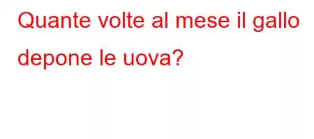 Quante volte al mese il gallo depone le uova