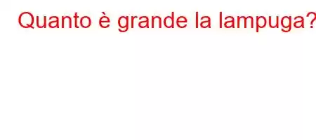 Quanto è grande la lampuga?